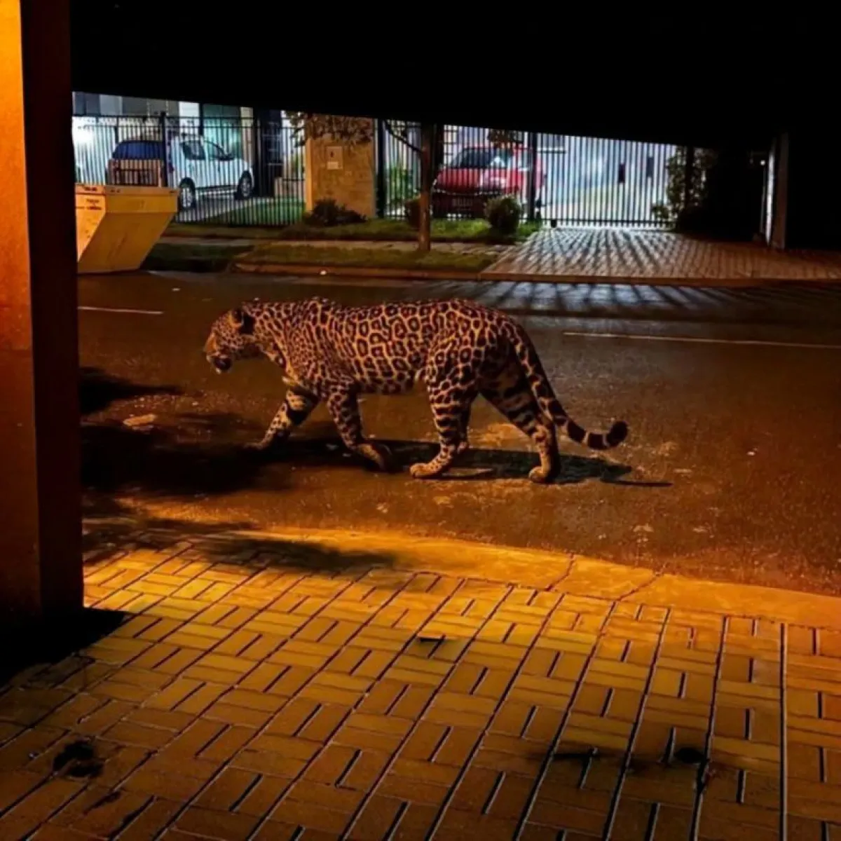 Capturaron a un yaguareté que circulaba por las calles de Foz do Iguaçu