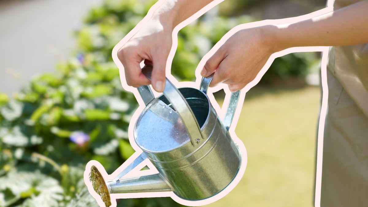 ¿Cada cuánto regar tus plantas en verano? Así puedes evitar que mueran