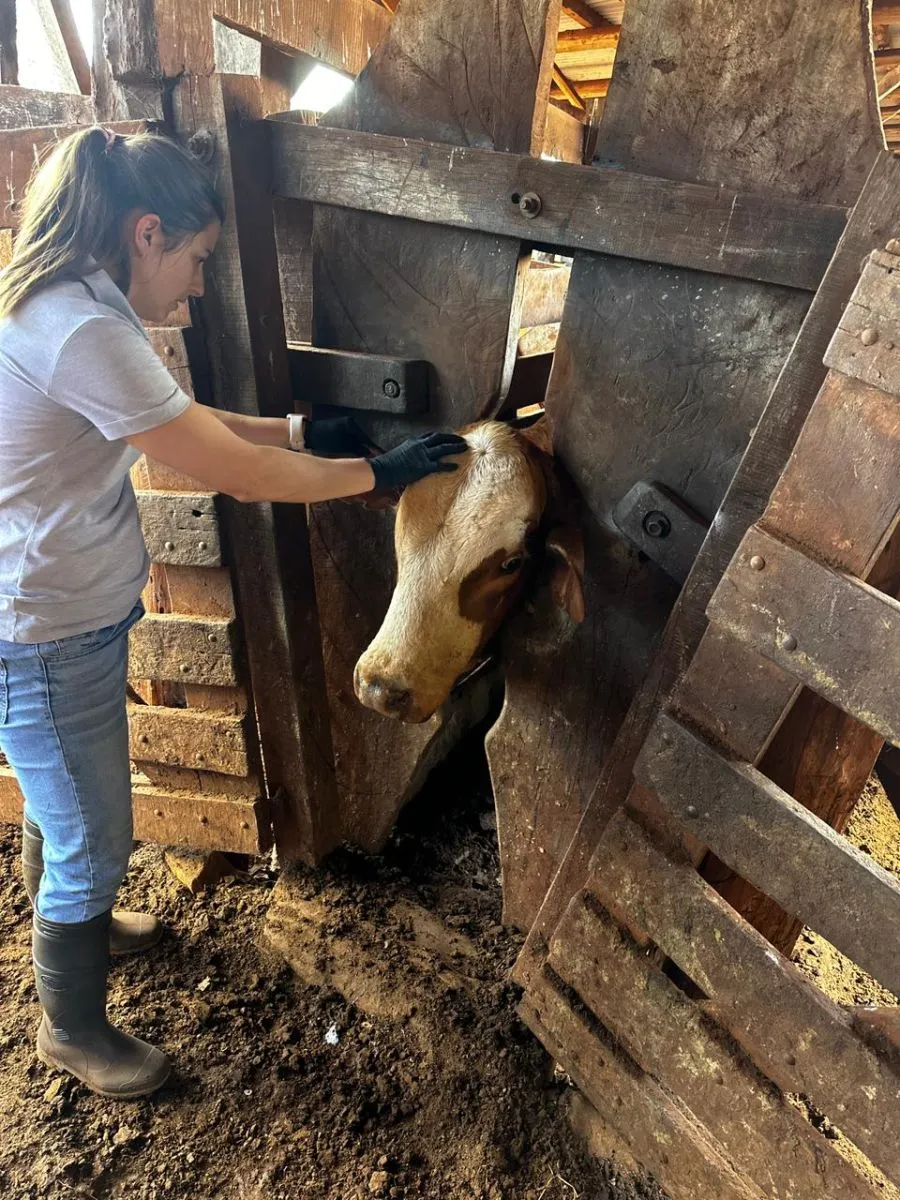 Especialistas trabajan en el control de la garrapata bovina en la región