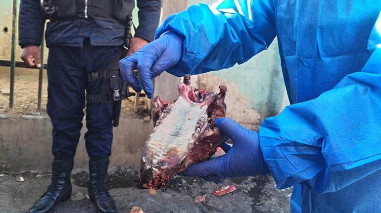 Funcionario de El Alto asegura que hallaron restos de canes y anuncia comisión de investigación