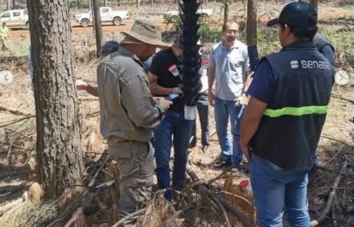 Cómo se protegen los bosques de Corrientes frente al avance de las plagas forestales
