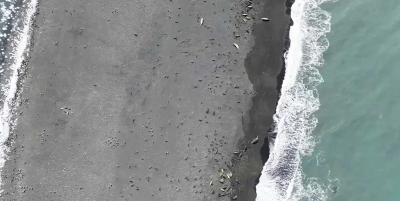 Miles de crías de foca muertas por gripe aviar en dos remotas islas subantárticas