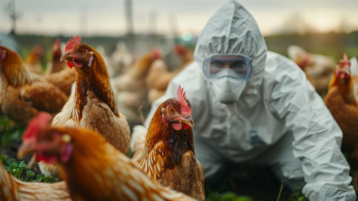 Alerta: Australia detecta primer caso de gripe aviar H5 en su territorio