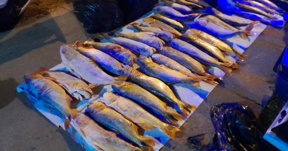 La impactante depredación de dorados y un negocio ilegal y millonario