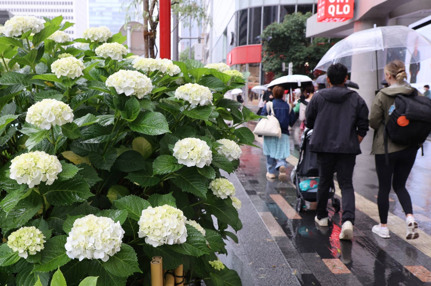 Rainy season begins in Kanto and central Japan
