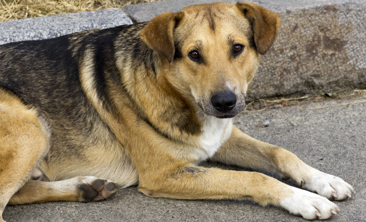 Anguil refuerza la concientización sobre la tenencia responsable de perros