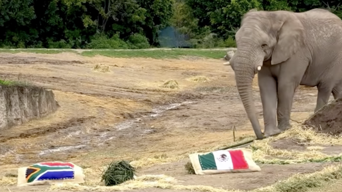 Mundial 2026: Elefante predice ganador del partido entre México y Sudáfrica