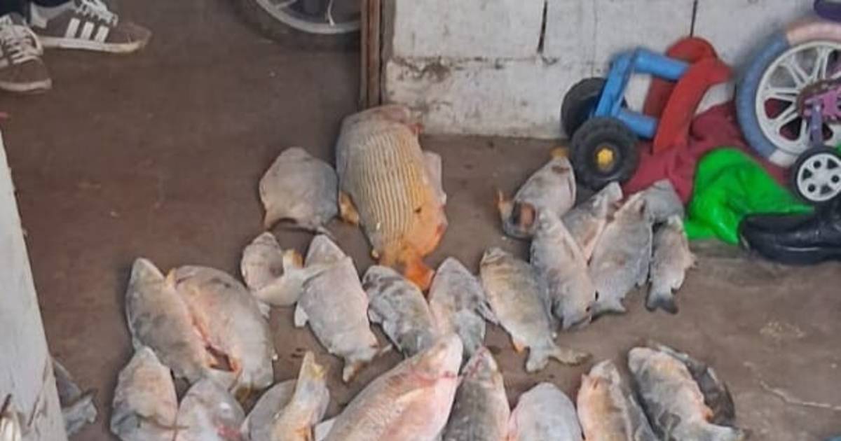 Decomisaron dorados y bogas tras un allanamiento en Paso de la Patria