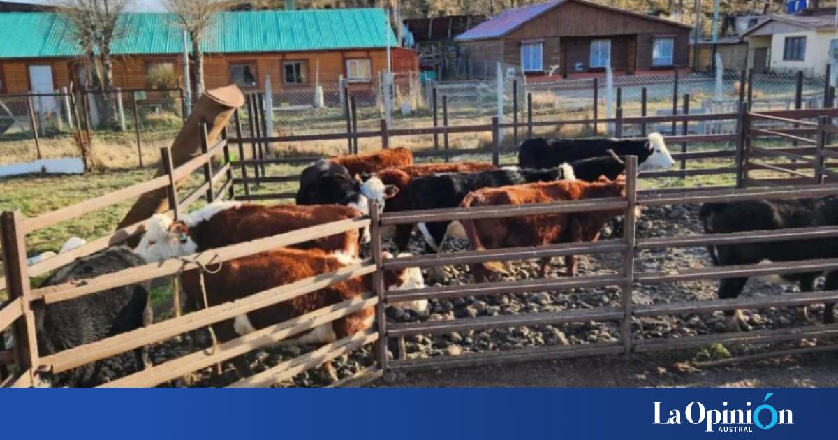 Secuestraron vacas sueltas que representaban un peligro para el tránsito en Río Turbio