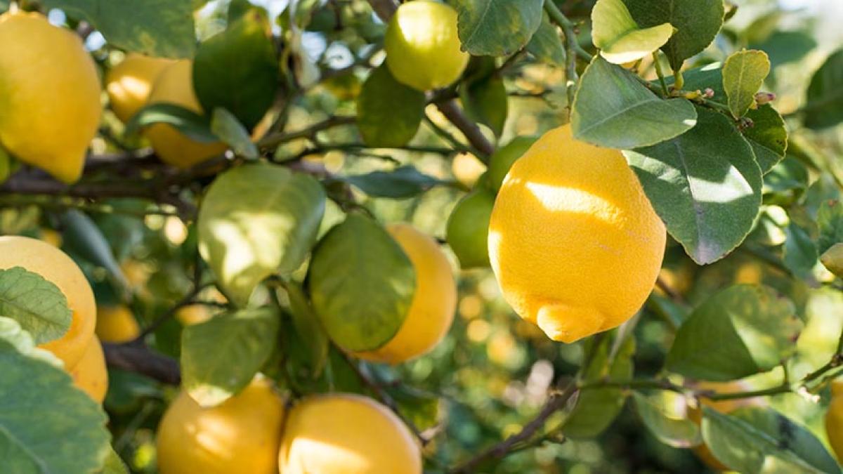 Un virus amenaza miles de limoneros tras una campaña récord para el limón español