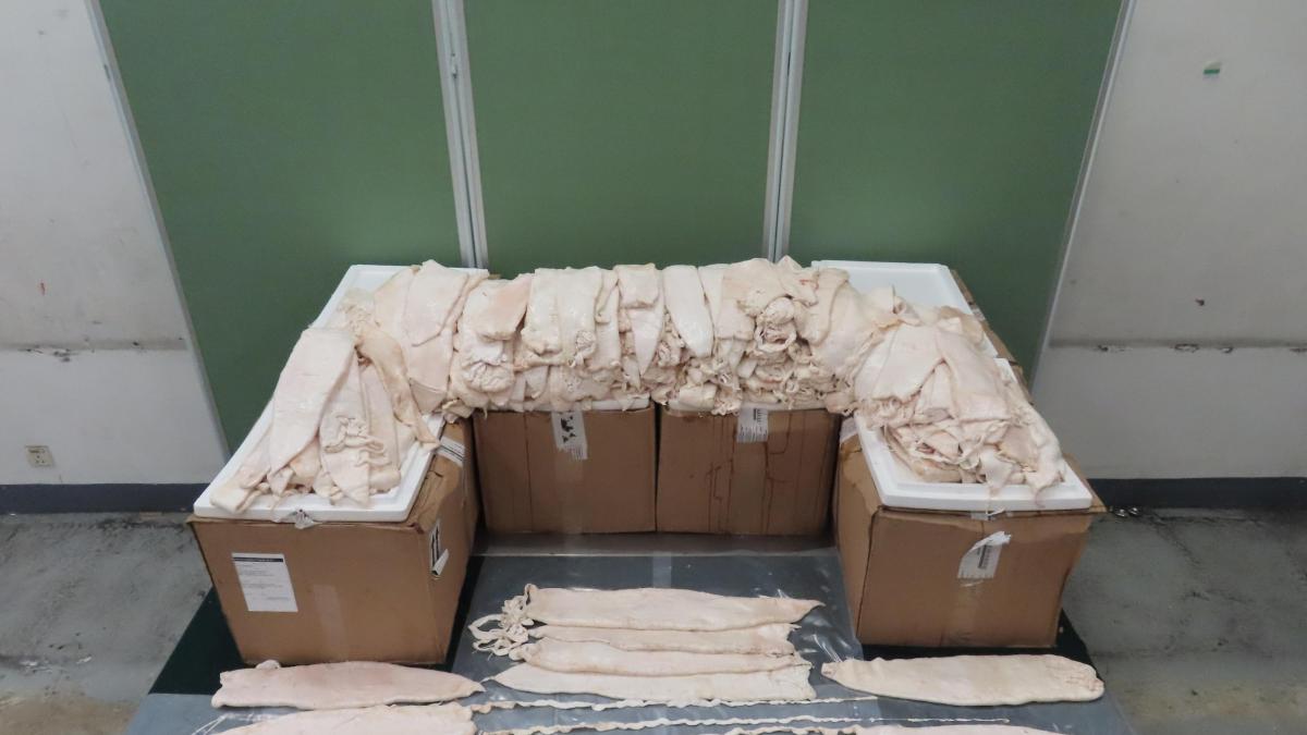 Decomisan 246 buches de Totoaba en Hong Kong procedentes de México