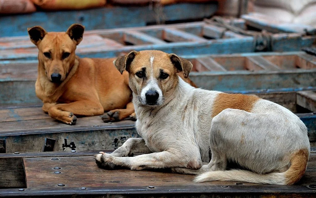 Explosion of feral dog population threatens big cities with rabies, nature expert warns