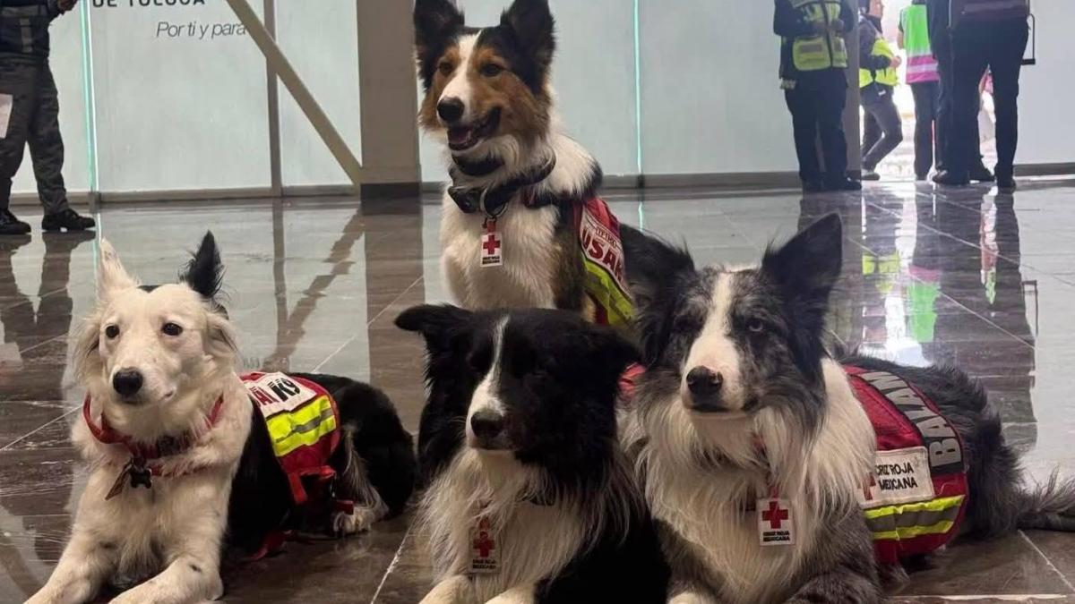 México despliega 18 binomios caninos en Venezuela; 4 son de la Cruz Roja