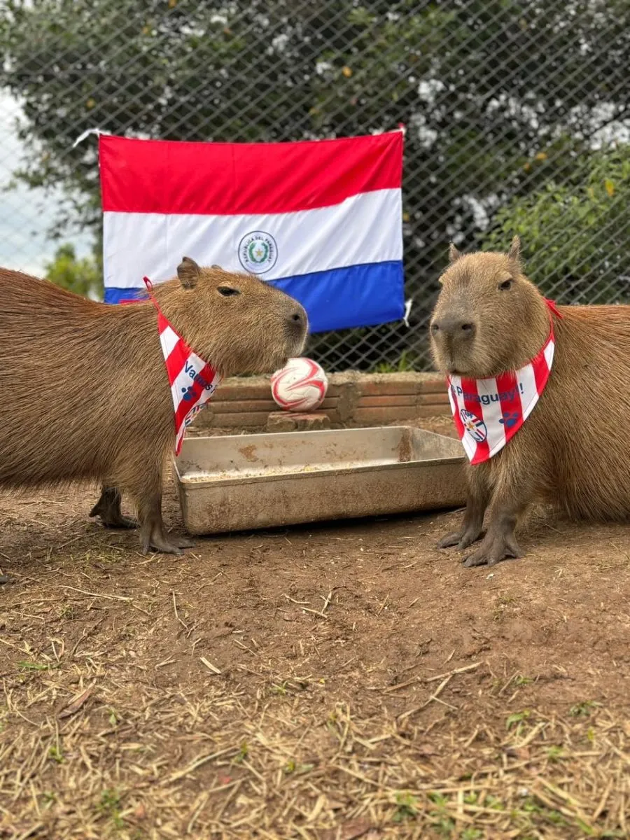 A horas del esperado debut mundialista, Paraguay vistió hasta a los carpinchos