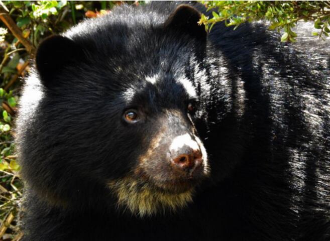 En video quedó registrada la visita de un oso andino a un conjunto de Cundinamarca