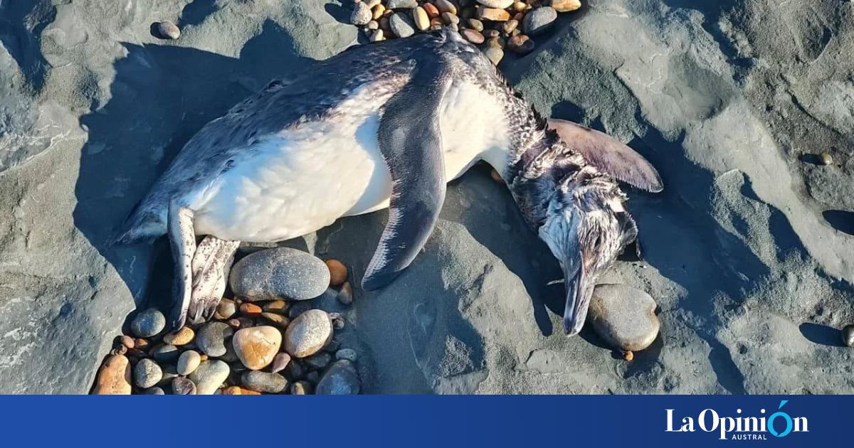 Preocupa la aparición de pingüinos muertos en Santa Cruz y Chubut: "Es un fenómeno natural"