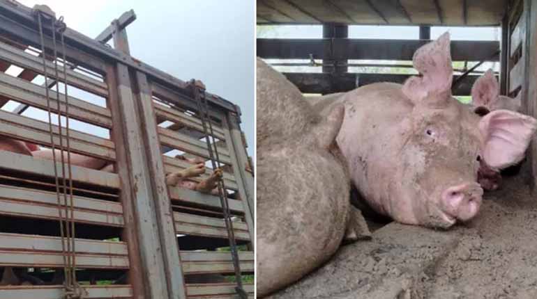 Bloqueo en San Julián pone en riesgo la vida de 100 cerdos; transportista teme pérdida total