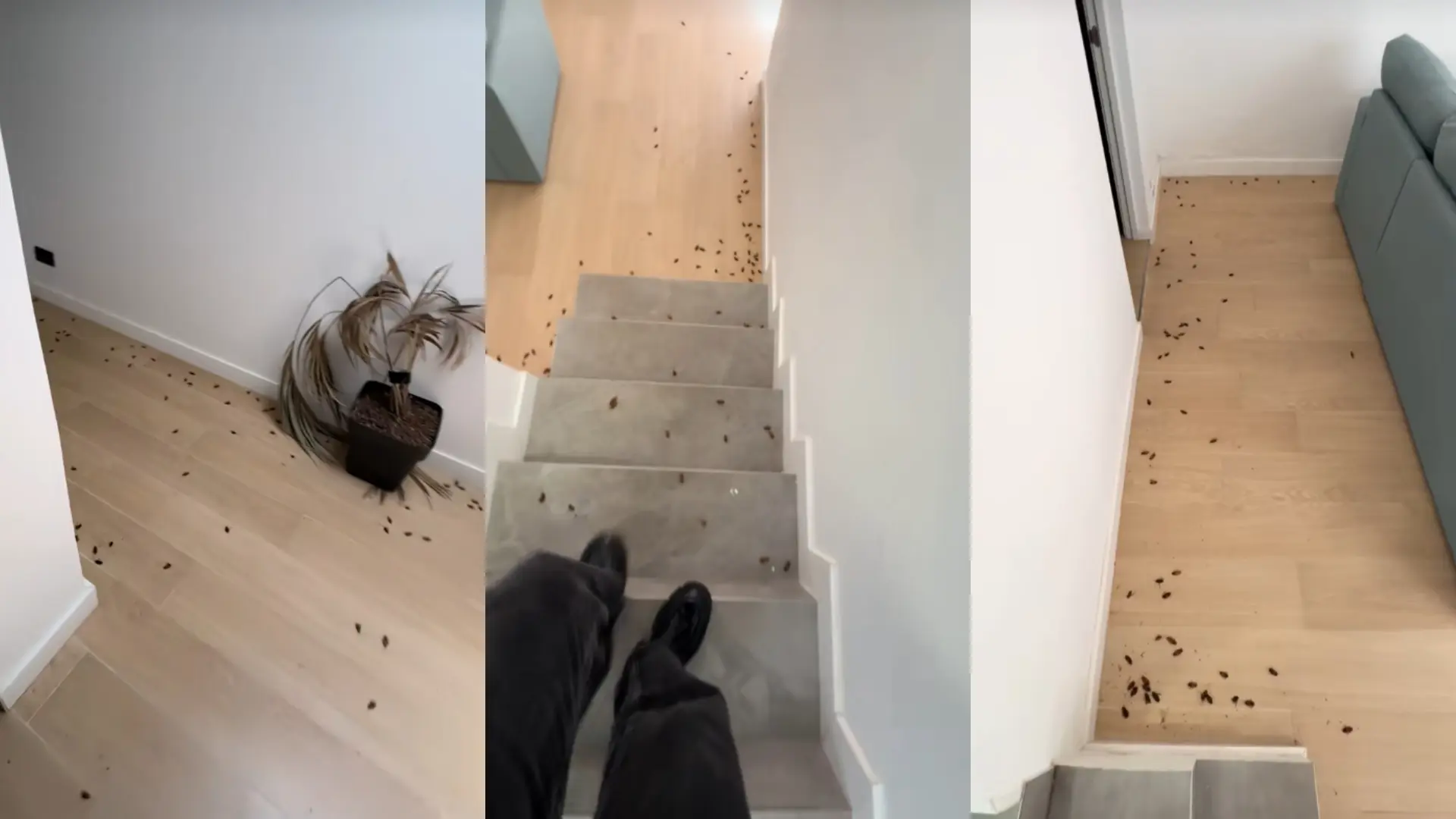 Un 'influencer' denuncia la 'villa del horror' en Gran Canaria, llena de cucarachas