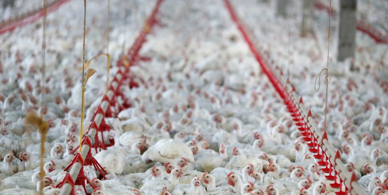 Argentina recupera dos mercados clave: Chile y Perú reabren sus importaciones de carne aviar