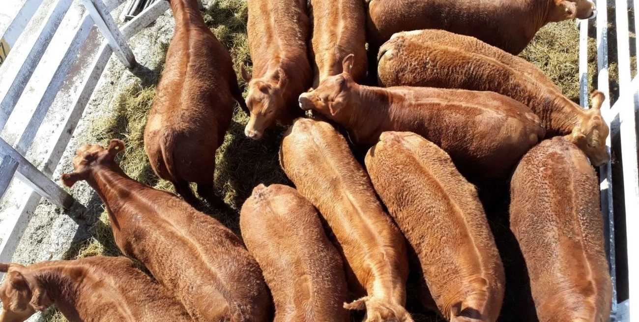 Carne: aun con menos oferta, el mercado enfrenta un consumidor local más selectivo