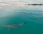 Female dolphins remember who is aggressive when choosing a mating partner, research shows