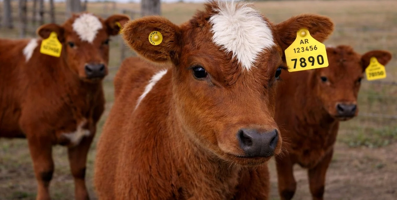 Ganadería regenerativa y bienestar animal: una jornada técnica pondrá el foco en los nuevos desafíos del sector