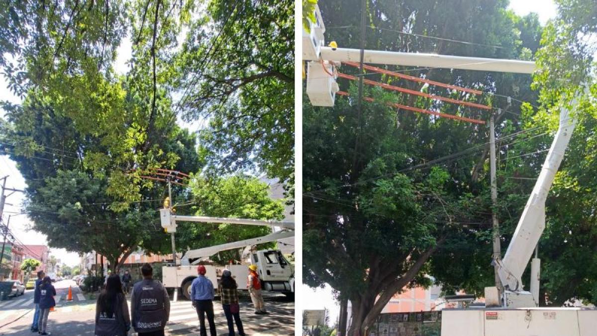 Podan árbol Laureano para evitar incendio por descargas eléctricas