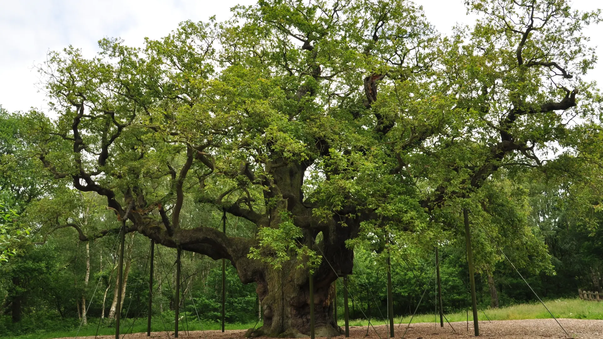 Muere el legendario Major Oak, el árbol de 1.000 años que inspiró las historias de Robin Hood