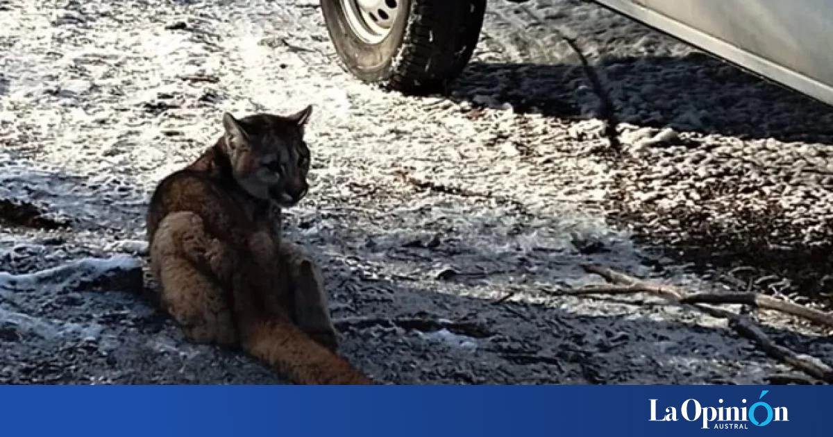Hallaron un cachorro de puma solo en un complejo turístico y lo rescataron camino a Lago del Desierto