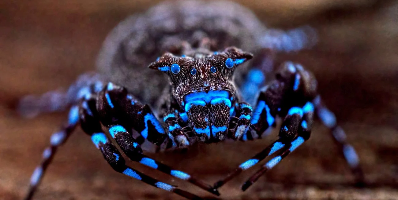 Descubren una sorprendente araña azul fluorescente y más de 70 nuevas especies en una región inexplorada en África