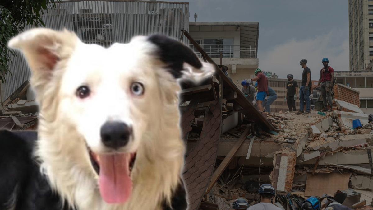 Tsunami, el perrito rescatista en Venezuela que recuerda a Frida en México