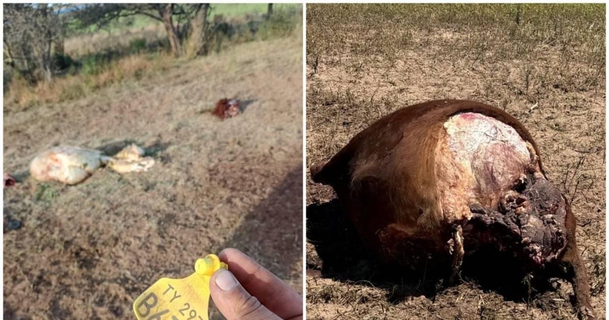 Piden que urgente le pongan un freno al robo de ganado en los campos de San Luis
