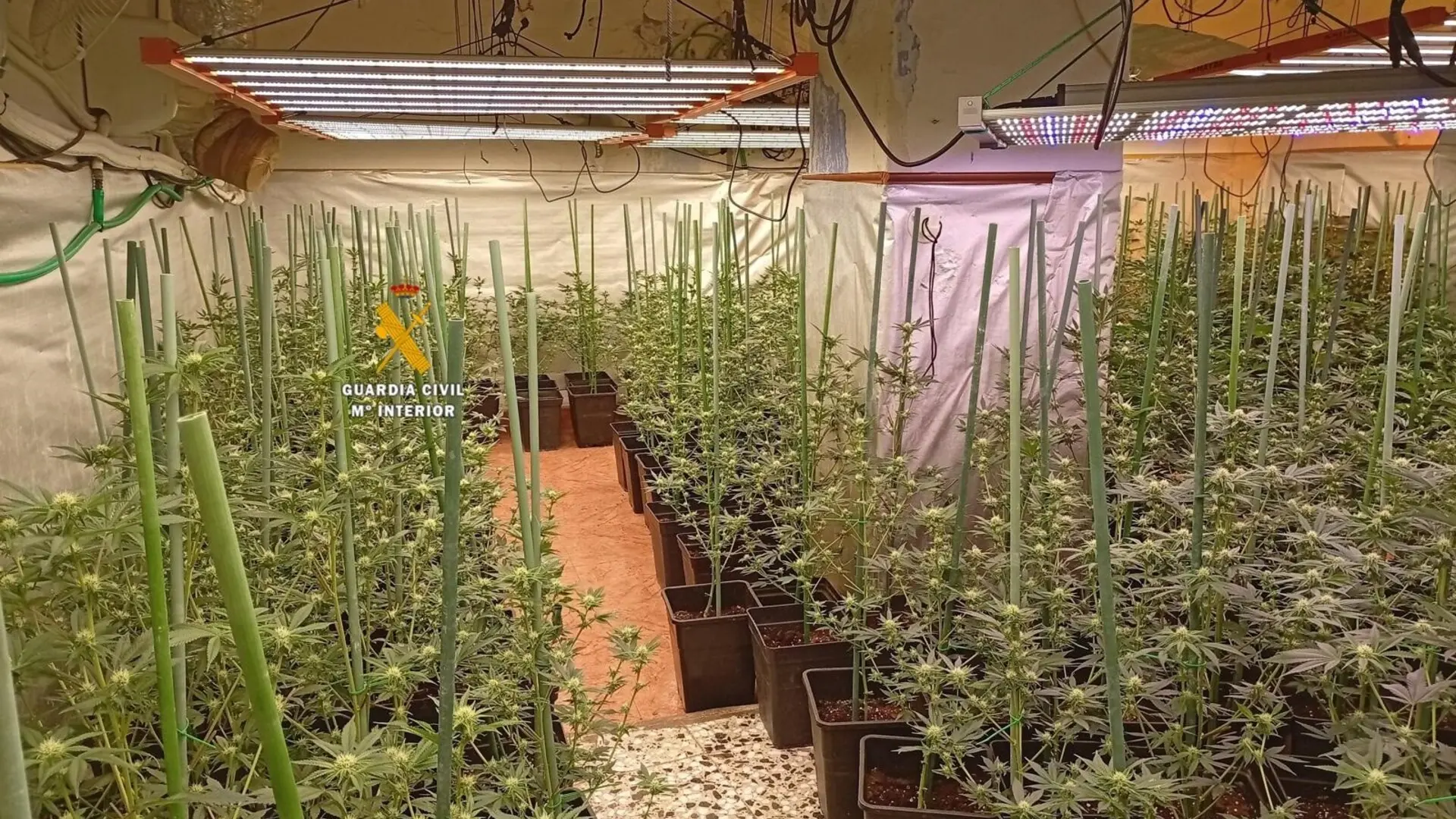 Dos detenidos tras intervenir 374 plantas de marihuana en Benamargosa