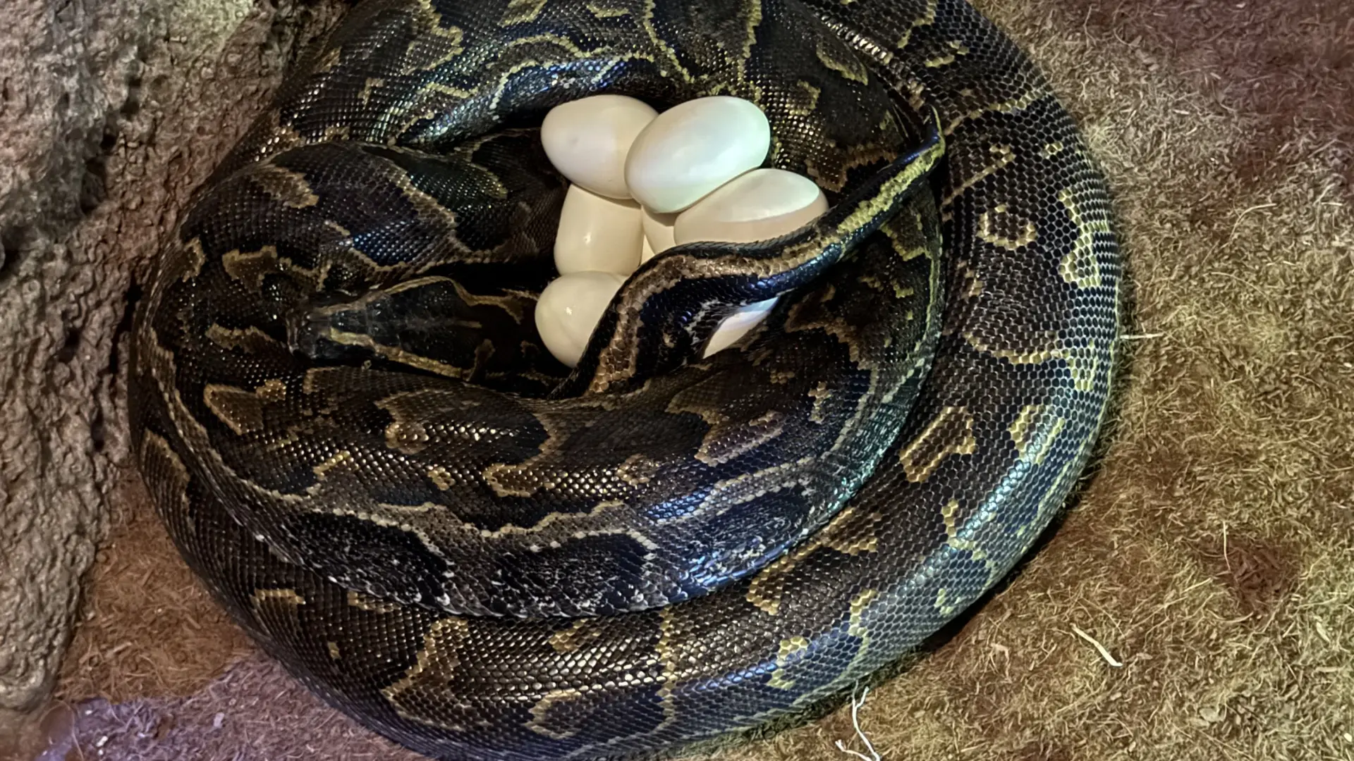 Así pone huevos la gigante pitón Seba, la serpiente más grande de África