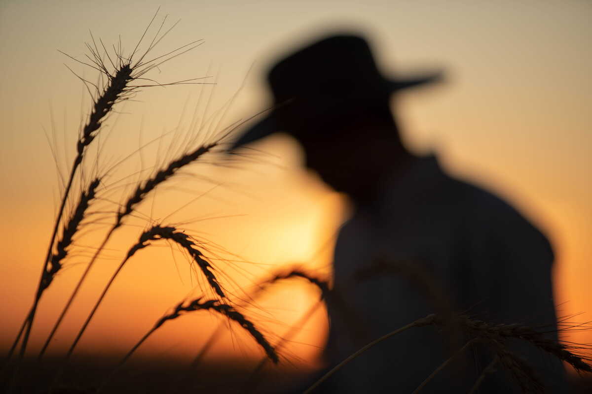 Bimbo impulsa la agricultura regenerativa en más de 500 mil hectáreas