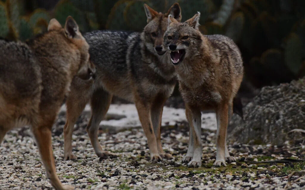 'Her whole face was covered in blood': 11 campers attacked by jackals at Sea of Galilee