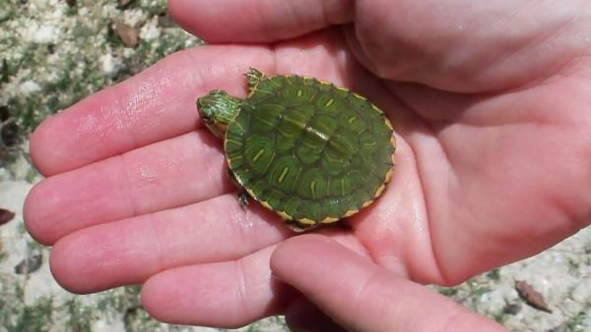 Hipocalcemia y neumonía, entre los motivos por los que las tortugas también necesitan ir al veterinario