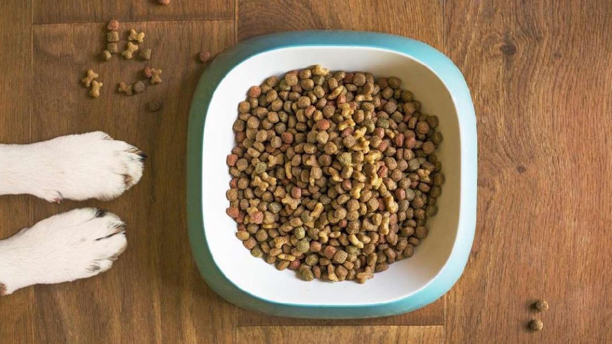 Comederos, bebederos con filtro y cámaras para mascotas