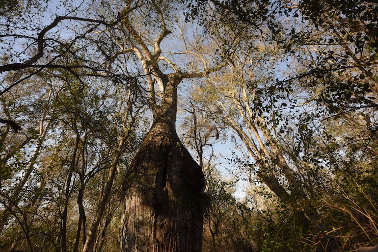 Día Nacional del Árbol: la importancia de cuidar nuestros gigantes verdes - Ciencia