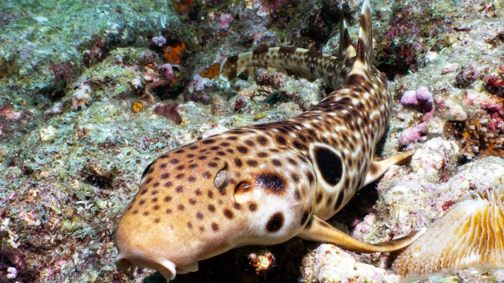 Descubren una nueva especie de tiburón capaz de caminar fuera del agua
