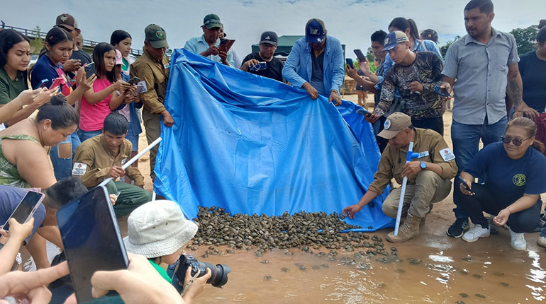 Beni: Liberan a 2 mil tortuguitas de peta de río en el Día Mundial del Medio Ambiente
