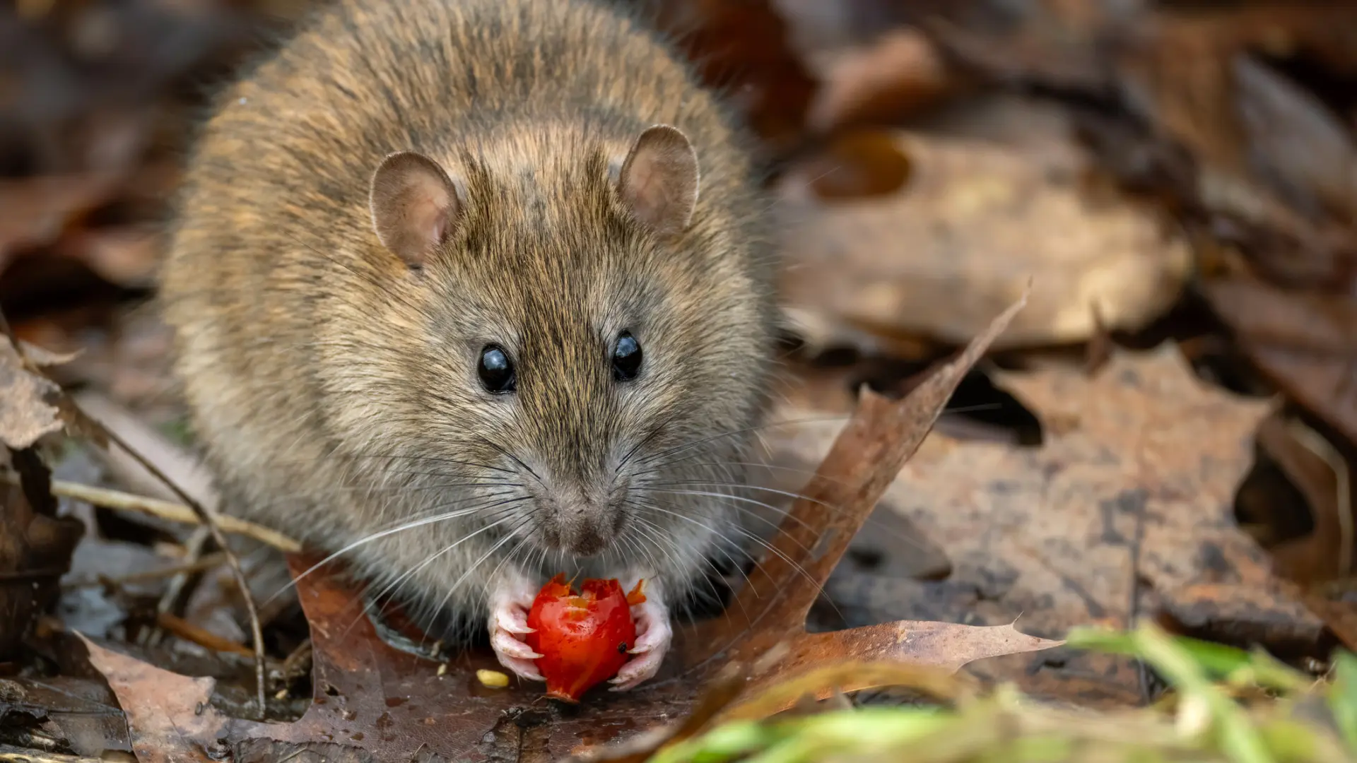 Argentina halla hantavirus en roedores silvestres en Usuahia, pero descarta un nexo con el brote del crucero