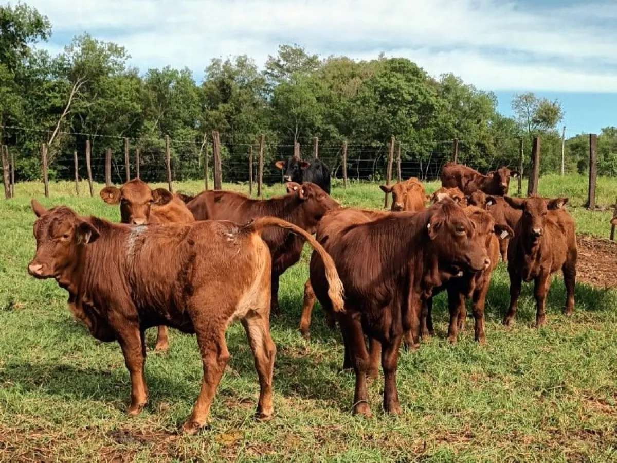 Ante la aparición de casos de rabia paresiante en el sur misionero, recomiendan vacunar a los animales