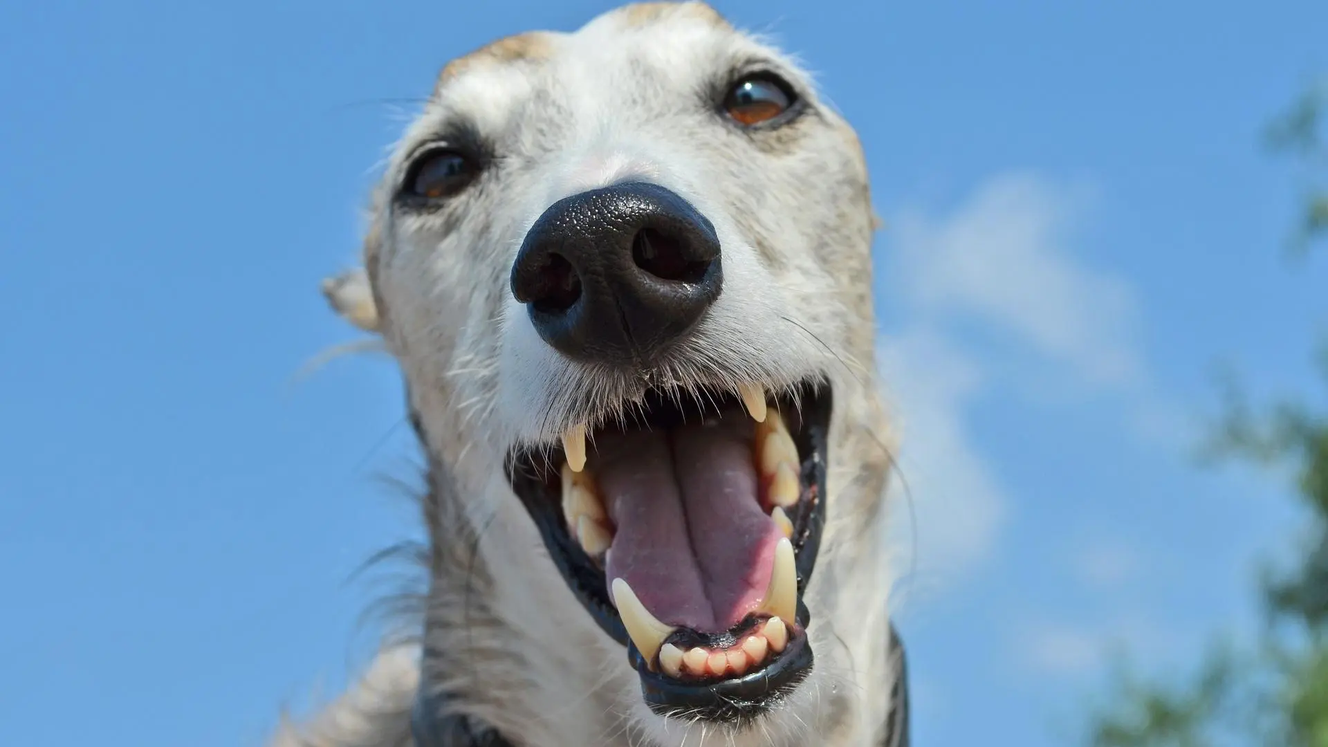 Halitosis canina: las enfermedades detrás del desagradable olor de su boca