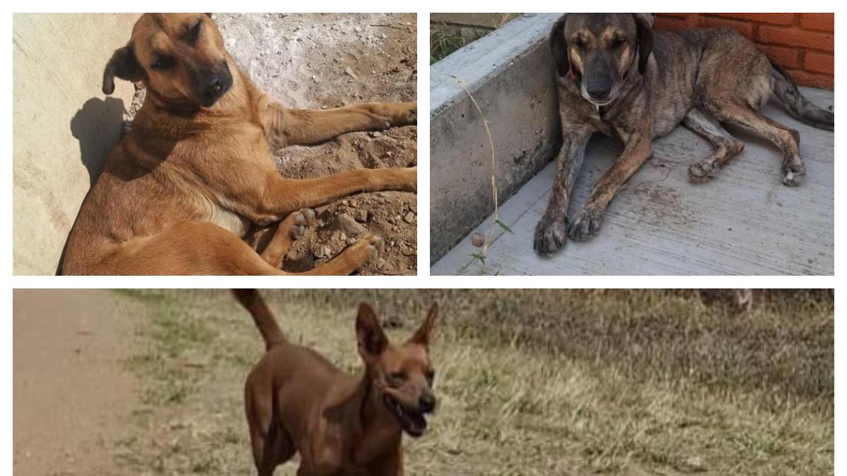 Adecuaciones a la Constitución garantizan bienestar animal: PVEM