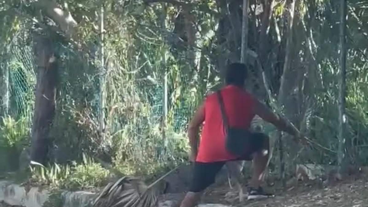 ¡Increíble! Con sólo una rama, sujeto hace frente a un cocodrilo