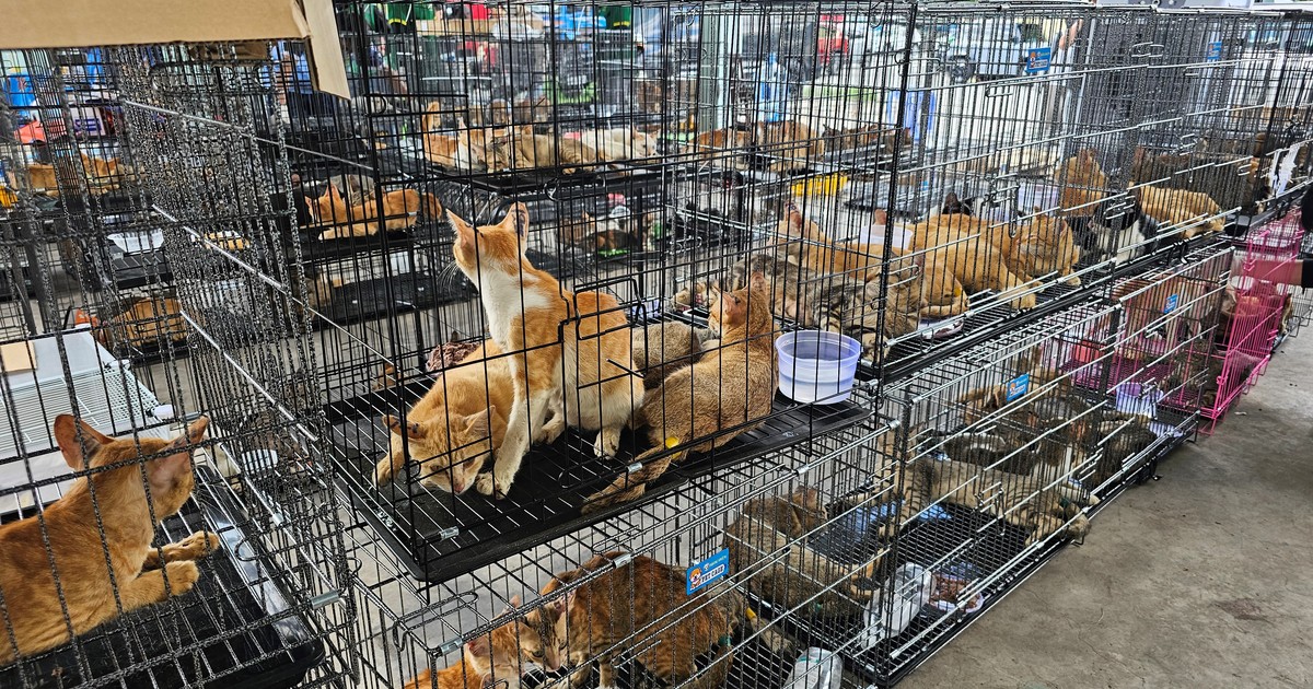 Rescatan a casi 400 gatos que iban a ser vendidos para consumo humano: el estremecedor cautiverio