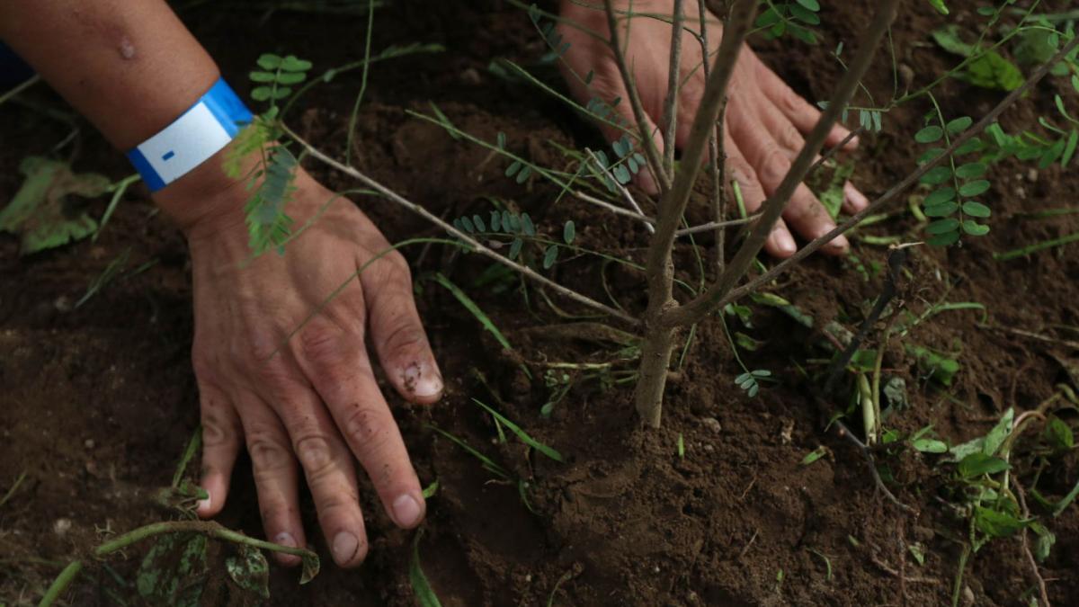 Inicia reforestación del Centro Histórico con 125 árboles en perímetros A y B