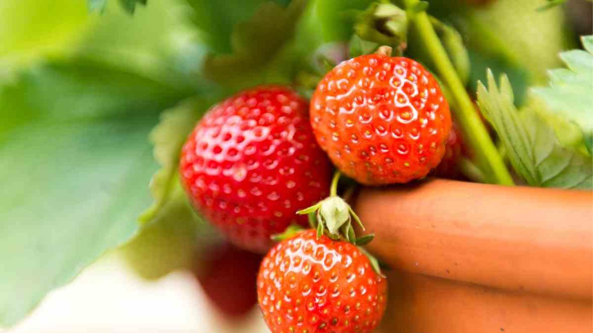 Cómo cultivar fresas en maceta paso a paso: ¡Tu propio huerto dulce en el balcón!
