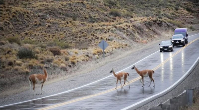 Peligro en ruta: Hielo negro y animales sueltos